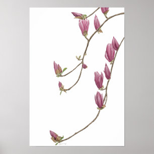 Poster de la vigne de Magnolia