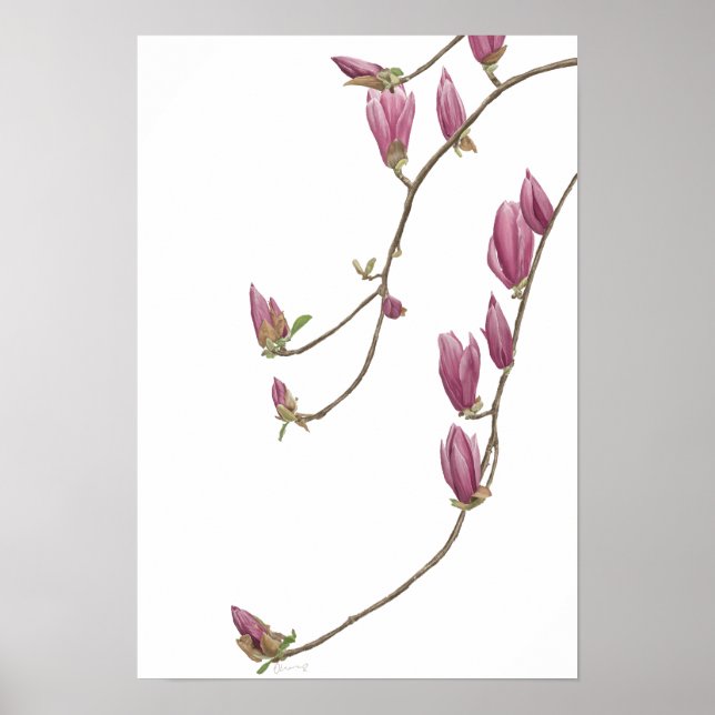 Poster de la vigne de Magnolia (Devant)