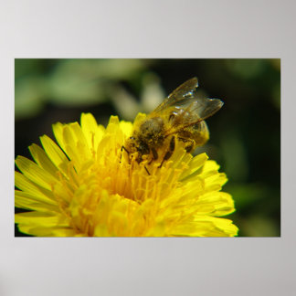 Poster de l'Abeille au travail