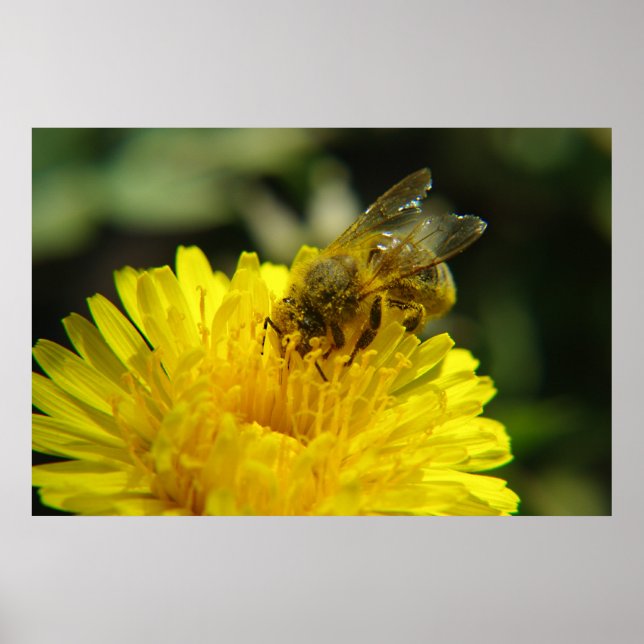Poster de l'Abeille au travail (Devant)