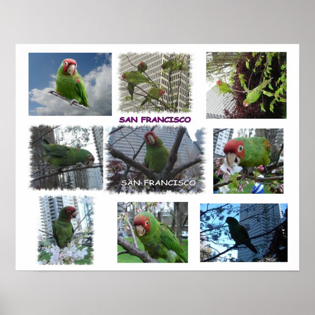 Poster de l'affiche Wild Parrot of S.F. (Devant)