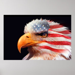 Poster de l'aigle 4 juillet 13