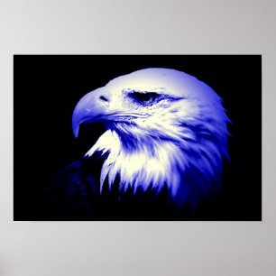 Poster de l'aigle américain Bald Eagle