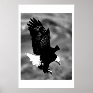 Poster de l'aigle d'Amérique Bald Imprimer Posters
