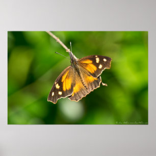 Poster de l'American Snout Butterfly on Branch