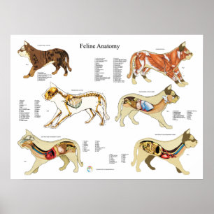 Poster de l'anatomie de chat