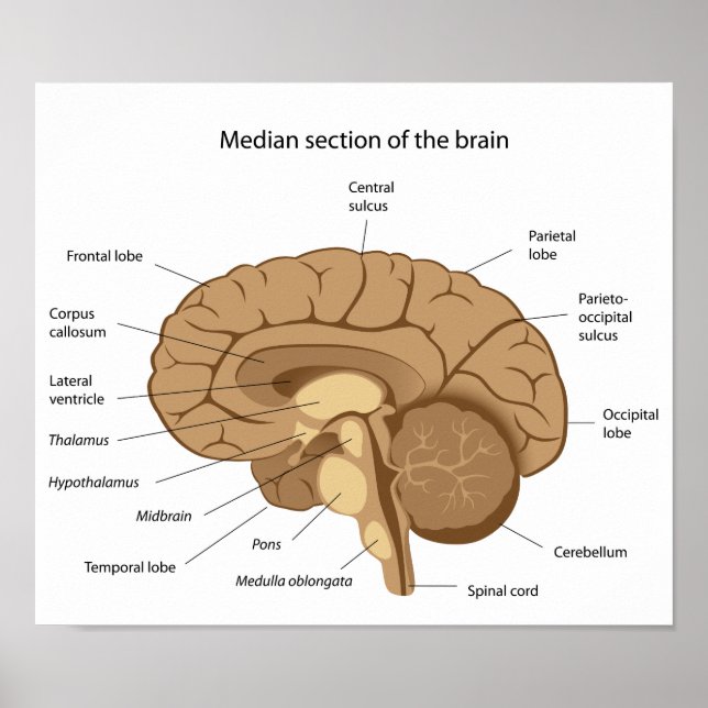 Poster de l'anatomie du cerveau humain (Devant)