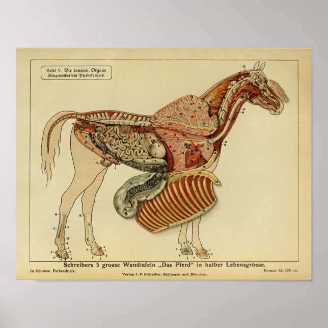 Poster de l'anatomie du cheval vintage (Devant)