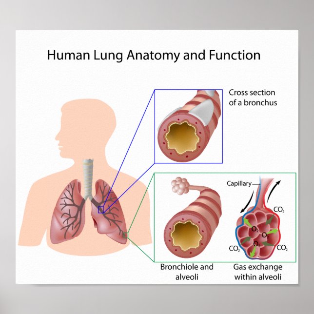 Poster de l'anatomie et de la fonction pulmonaire  (Devant)