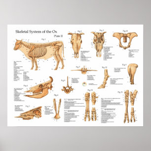 Poster de l'anatomie squelettique de la vache bovi