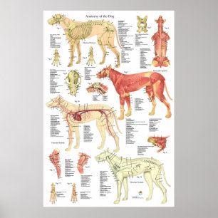 Poster de l'anatomie squelettique du chien Muscle