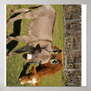 Poster De L'Âne Et De La Vache