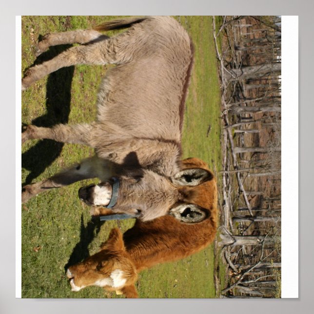Poster De L'Âne Et De La Vache (Devant)