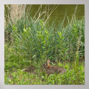 Poster de lapin en herbe