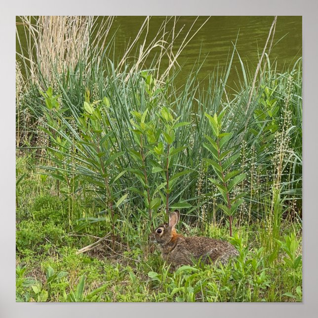 Poster de lapin en herbe (Devant)