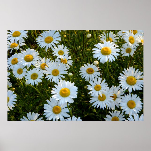 Poster de l'après-midi de Lazy Daisy (Devant)