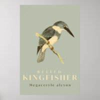 Poster de l'aquarelle vintage Kingfisher