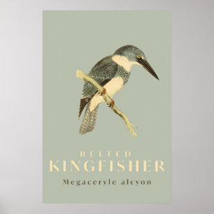 Poster de l'aquarelle vintage Kingfisher