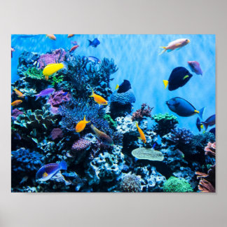 Poster de l'aquarium