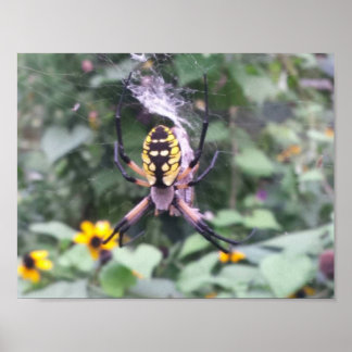 Poster de l'araignée de Jardin Noir et Jaune