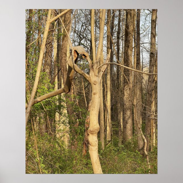 Poster de l'arbre (Devant)