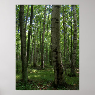 Poster de l'arbre à bouleau