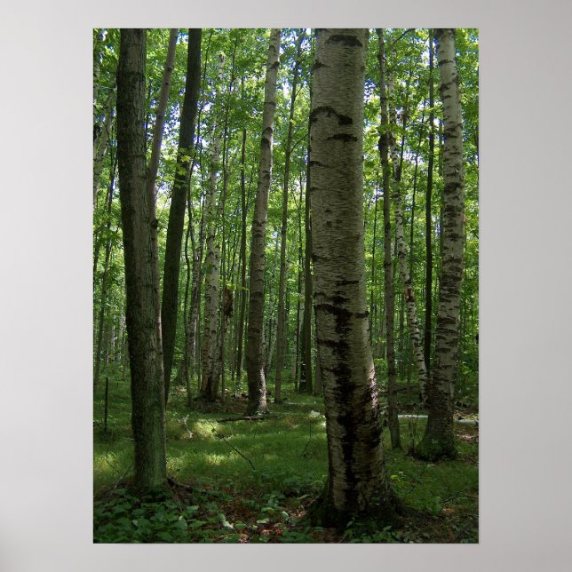 Poster de l'arbre à bouleau (Devant)