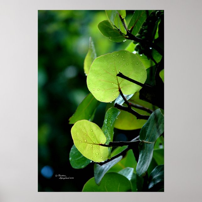 Poster de l'Arbre feuille du Raisin de mer Bush (Devant)