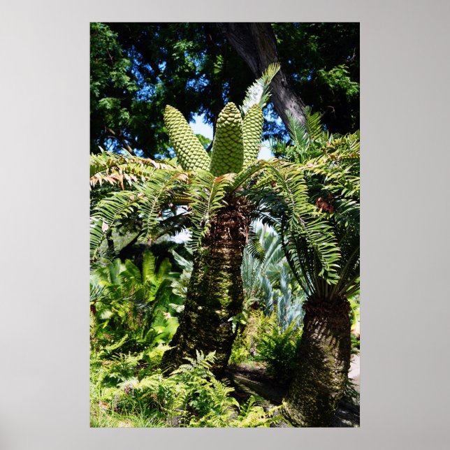 Poster de l'arbre Hawaii (Devant)