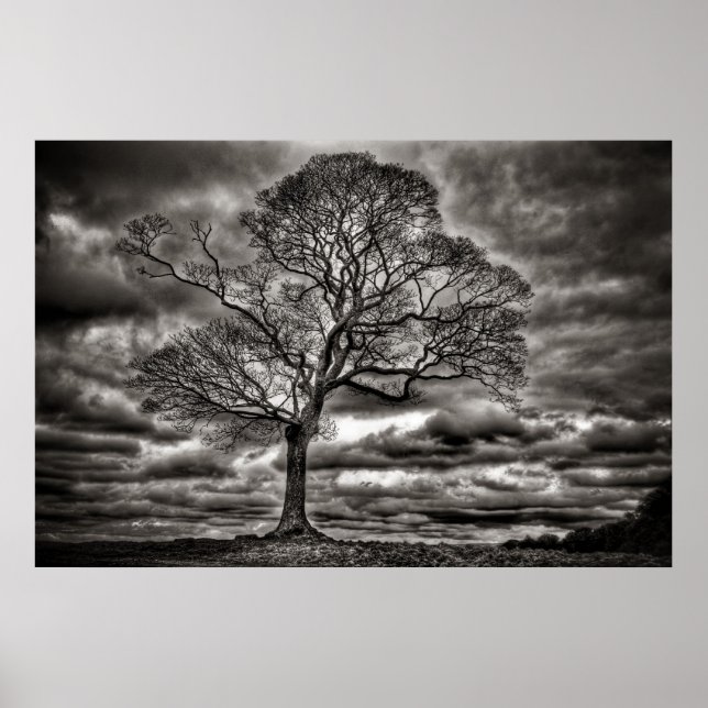 Poster de l'arbre intemporel noir et blanc (Devant)