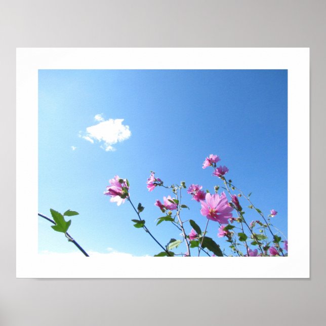 Poster de l'arbre mallow en fleurs (Devant)