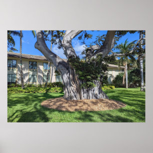 Poster de l'arbre pittoresque