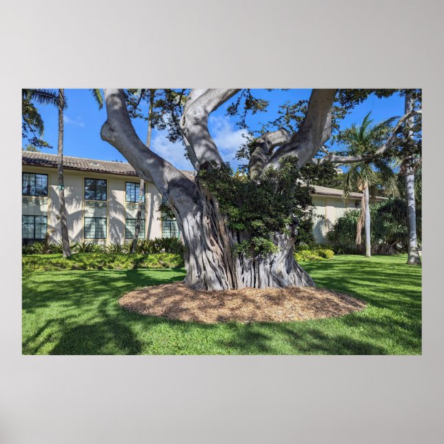 Poster de l'arbre pittoresque (Devant)