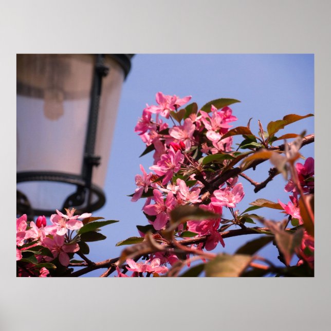 Poster de l'Arbre rose Fleurs Photo Valeur Papier (Devant)