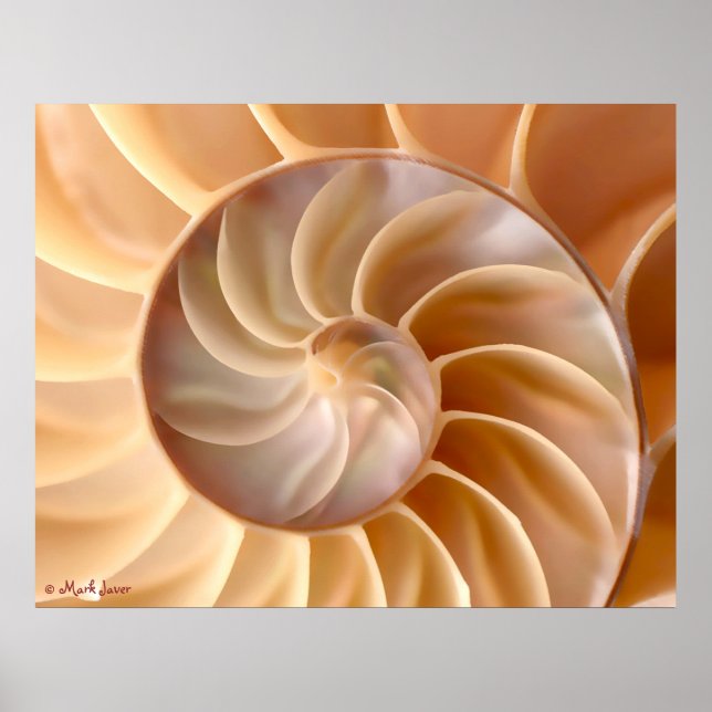 Poster de l'architecture Seashell (Devant)