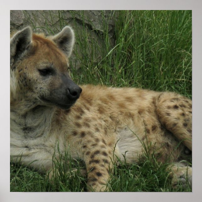 Poster de Laughing Hyenas (Devant)