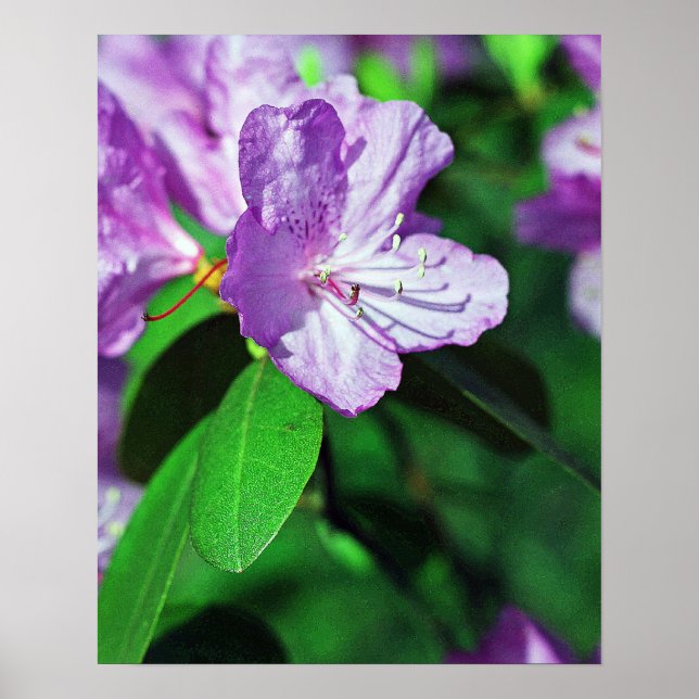 Poster de Lavande II (Devant)