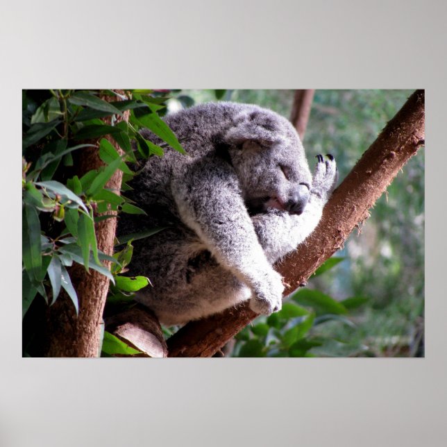 Poster de Lazy Koala (Devant)