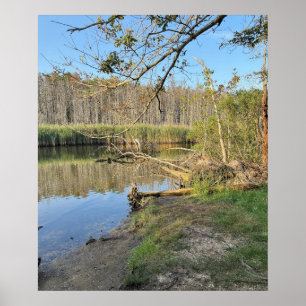 Poster de l'eau des arbres tombés