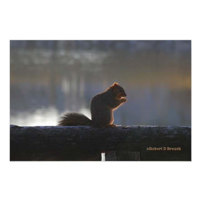 Poster de l'écureuil Kansas Fox Tail/Photo agrandi (Devant)