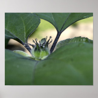 Poster de l'escargot de tournesol