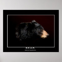 Poster de l'étude de l'ours noir