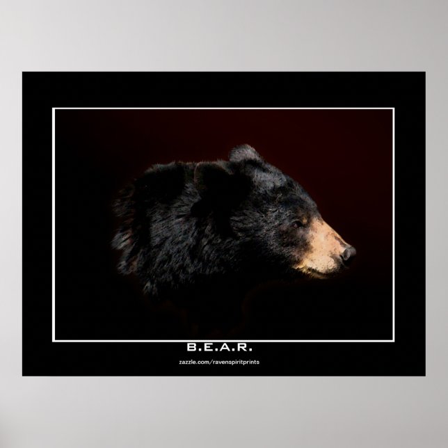 Poster de l'étude de l'ours noir (Devant)
