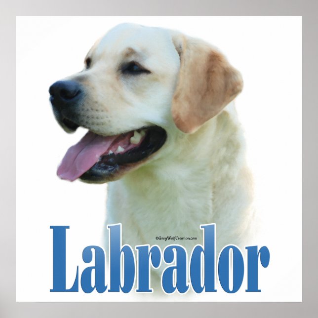 Poster de l'explorateur du Labrador jaune (Devant)