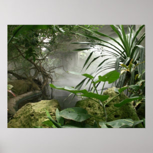 Poster de l'exposition Zoo Rainforest