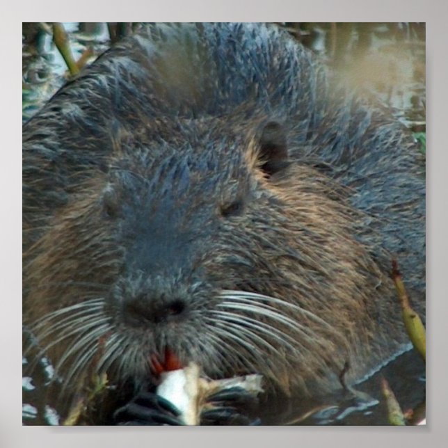 Poster de l'habitat du castor (Devant)