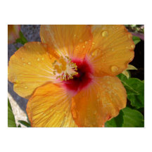 Poster de l'Hibiscus en fleurs