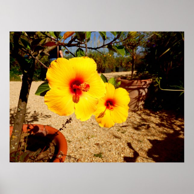 Poster de l'Hibiscus jaune (Devant)