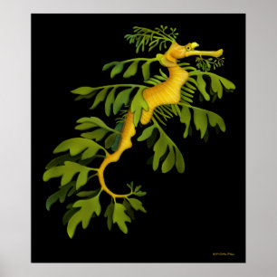 Poster de l'hippocampe Sea Dragon