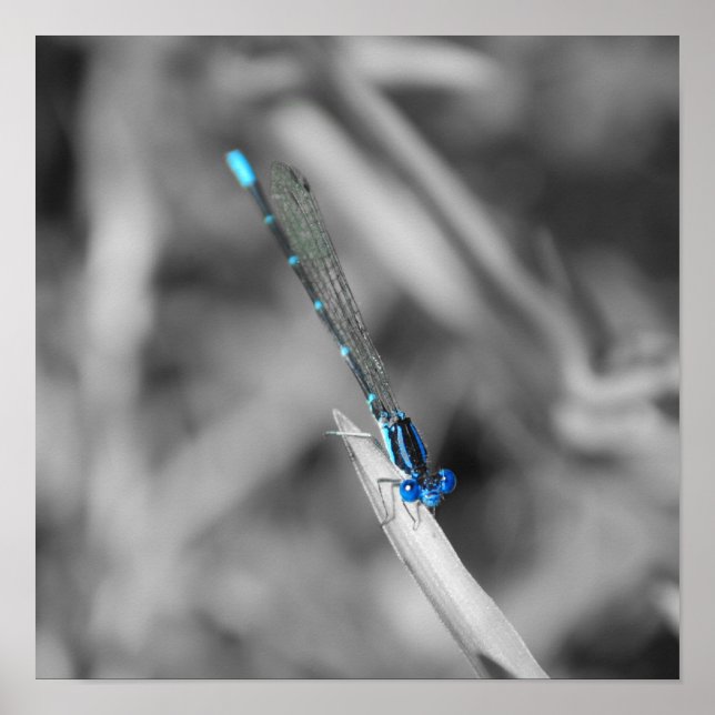 Poster de libellules (Devant)